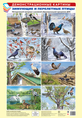 Комплект плакатов Зимующие и перелетные птицы: Методические материалы к ООП ДОО: 8 картин