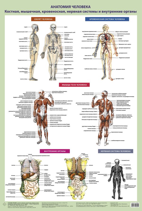 Плакат Анатомия человека. Костная, мышечная, кровеносная системы и внутренние органы (в тубусе)