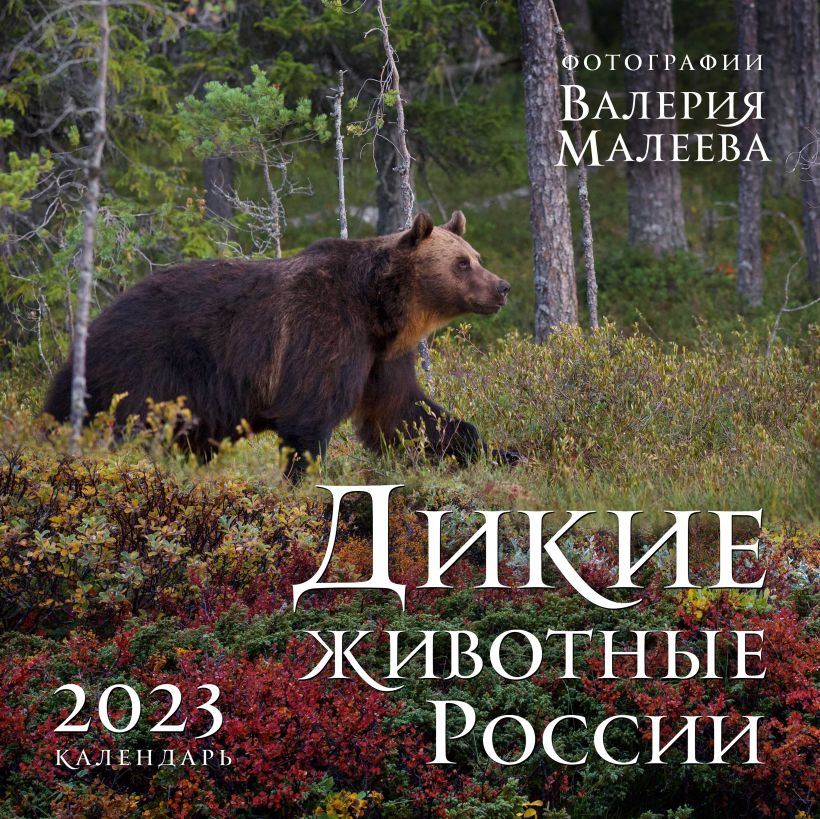 Календарь настенный 2023 Дикие животные России. Авторские фотографии Валерия Малеева.