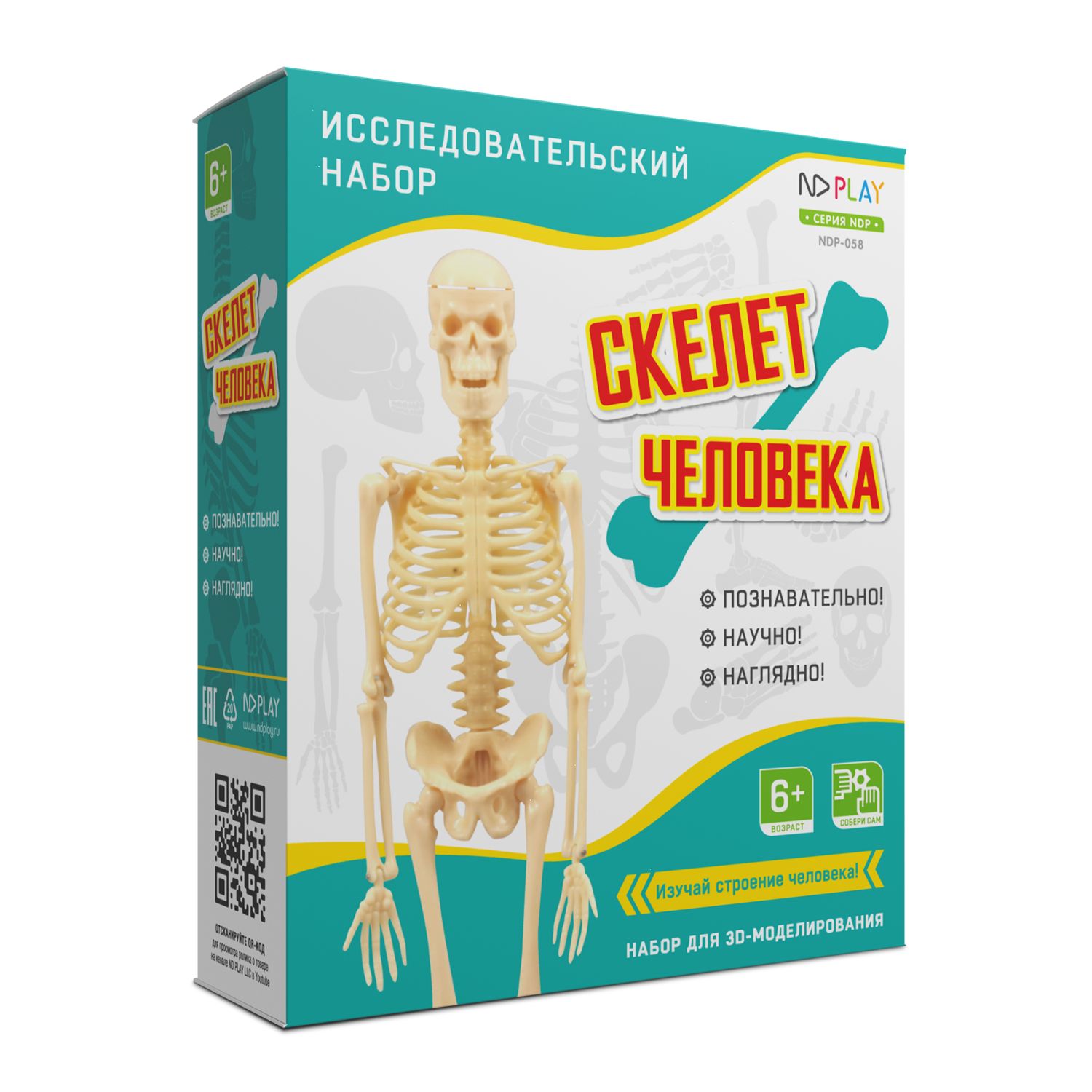 Набор для исследования Скелет человека