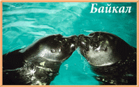 Сувенир Магнит стерео Байкал Нерпы и нерпята прямоуг 5х8 в ассорт 5 видов