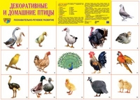 Плакат Декоративные и домашние птицы: Познавательно-речевое развитие А2