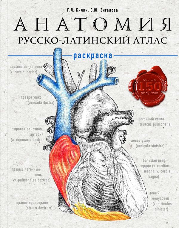 Анатомия: Русско-латинский атлас-раскраска