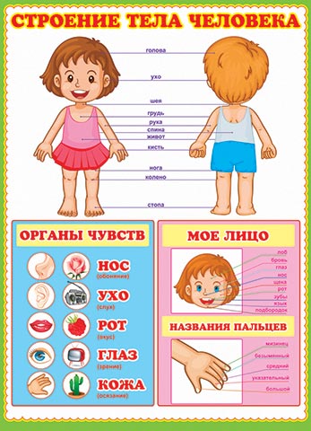 Плакат Строение тела человека! А2, вертик