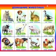 Плакат Домашние животные и птицы