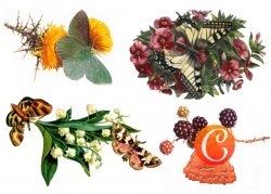 Творч Декупажная карта переводн. д/светл.поверхн. А4 Бабочка и цветы