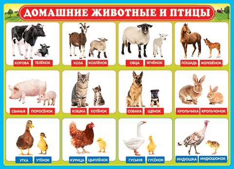Плакат Домашние животные и птицы А2 , Мир открыток 2020г. 51,00р.