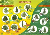 Плакат 084.617 Деревья лиственные, хвойные А2