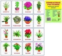 Раздаточные карточки Комнатные растения (16 штук)