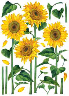 Творч Бумага для декупажа 50*70 Подсолнухи большие рисовая 1 ЛИСТ 25г/м