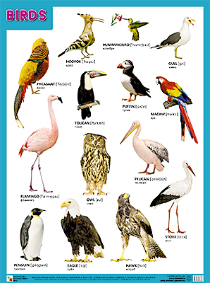 Плакат Birds (Птицы)