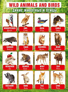 Плакат Дикие животные и птицы (англ) А2 вертик