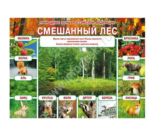 Плакат Природные зоны Российской Федерации Смешанный лес А2 горизонт