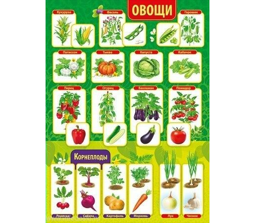 Плакат Овощи. Фрукты