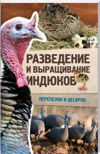 Разведение и выращивание индюков, перепелок и цесарок