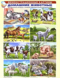 Комплект плакатов Домашние животные: 8 плакатов