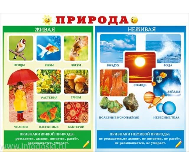 Плакат Природа. Живая, неживая! А2