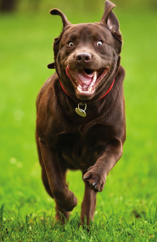 Зап. книжка А5 64л Счастливый лабрадор