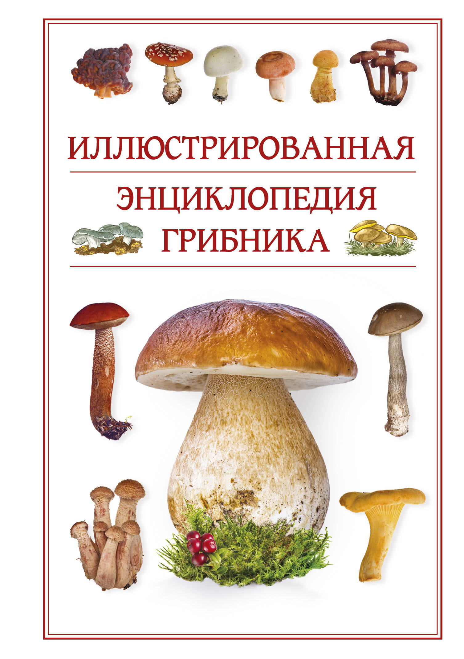 Купить Большой Справочник Грибов В Интернет Магазине