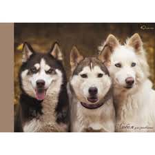 Альбом д/рис 40л Три друга (собаки) склейка